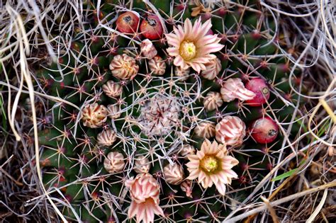 Brightly colored flowers attract bees for pollination; Guadalupe Mountains N.P. (GUMO) | Chasing Dirt