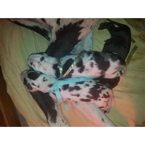 More great dane puppies / dog. 7 AKC Great Dane Puppies availabe with exceptional ...