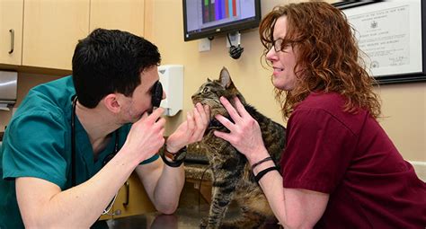 We did not find results for: Huntington Veterinarian | Cat Vet, Pet Vet | Feline ...