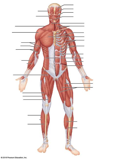 Attached to the bones of the skeletal system are about 700 named . Muscular System Labeling and Movements Quiz - Quizizz