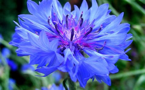 They are all available here for free. Purple petaled flower, flowers, blue flowers HD wallpaper ...