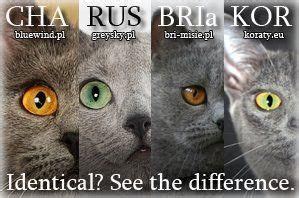 What makes the russian blue more than any other grey cat? the many years of selective breeding and careful registration of ancestry via pedigrees allowing. blue cats - left to right: chartreuse, russian blue ...