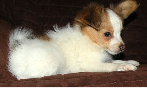 Plus, they get along well with children. Papillon Puppies For Sale | Phoenix, AZ #219445 | Petzlover