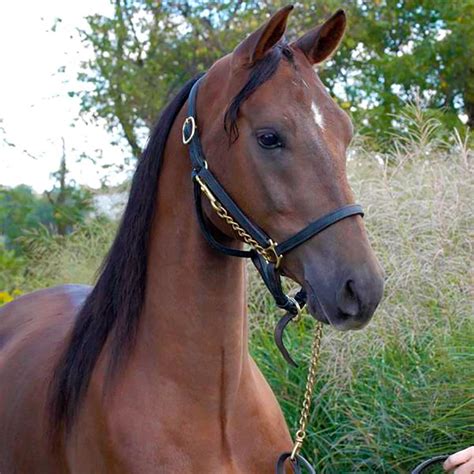 The morgan is one of the first horse breeds developed in the united states. Morgan Horse Breed Information | Care, Costs | UKPets