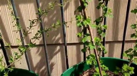 The leaves and roots are also high in i am very happy with the goji bushes. Goji Berry Bush that you can grow yourself - YouTube