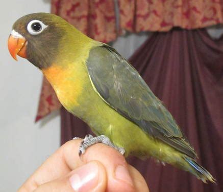 Burung yang satu ini merupakan salah satu burung yang memiliki kekerabatan dari sisi genus dengan murai batu. Love Bird: Ciri Burung jantan dan betina lovebird