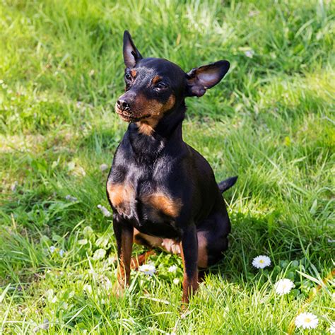 Below is a sample search of our doberman pinscher breeders with puppies for sale. #1 | Doberman Puppies For Sale In Texas | Uptown