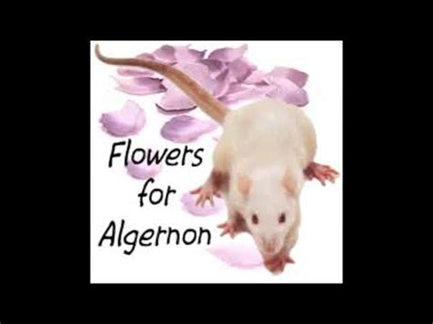 With more than five million copies sold, flowers for algernon is the beloved, classic story of a mentally disabled man whose experimental quest for intelligence mirrors that of algernon, an extraordinary lab mouse. "Flowers for Algernon" Audiobook Part I - YouTube