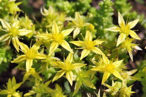 Non siamo la bakker, ma proprio per questo ci. Fiori Gialli Della Crassula Immagine Stock - Immagine di ...