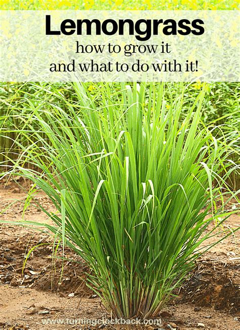 Let's grow big beautiful stalks of lemongrass! Lemongrass: How to grow it and what to do with it ...