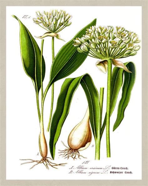 Find images of flower drawing. Wild Garlic, Black Garlic Illustration, Botanical Print ...