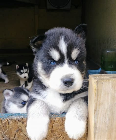 The price of husky puppies varies a lot depending on the pup in question and the breeder or business selling it. Siberian Husky Puppies For Sale | Fort Myers, FL #297475
