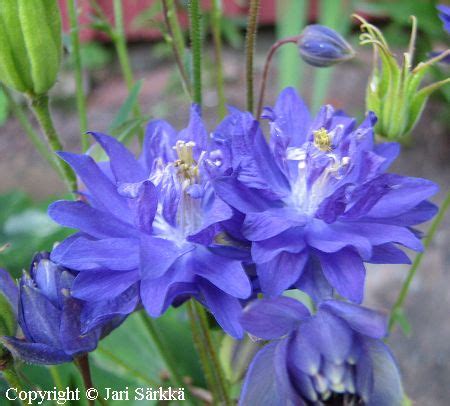 Aquilegia vulgaris double clementine red brings clear strong red to the double clementine series. Aquilegia vulgaris 'Clementine Blue' - lehtoakileija - akleja