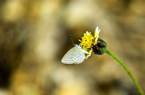 Dec 31, 2018 · a white butterfly on a person's grave means their soul is pure filipinos have a strange fascination with the connection of death to lepidopterous insects. Pin on My Photograhys in 500px