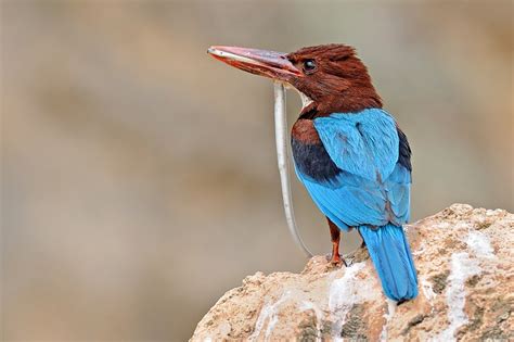 לדברי ראש עיריית לגארד, שמנסה למשוך תושבים חדשים, הזדמנויות תעסוקה לתושבים חדשים בעיירה כוללות משרות בייצור מזון, עיבוד עץ ועיבוד מתכות תמונות של ציפורים | צילום ציפורים | הדפסה על קנבס | | עמוד 24