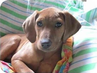 We ask that all members of the potential adoptive family, and any family dogs, come to visit with the the adoption team and with the dog they. Windham, NH - Vizsla. Meet Norma Jean a Pet for Adoption.