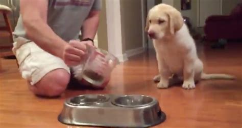 If the dog is losing weight or doesn't eat or in any way doesn't seem well, they it would be advisable to seek veterinary check this link for some further helpful reading. Dad Pours Food For Puppy, But Dog Won't Eat Without ...