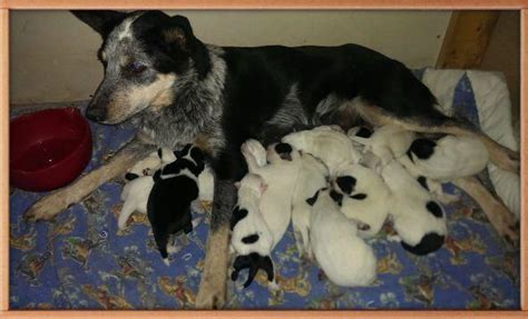 Registered blue lacy pups these versatile working dogs have an alert and intelligent disposition, showing lots of dedication. Blue & Texas Heeler puppies for Sale in Verona, Kentucky ...