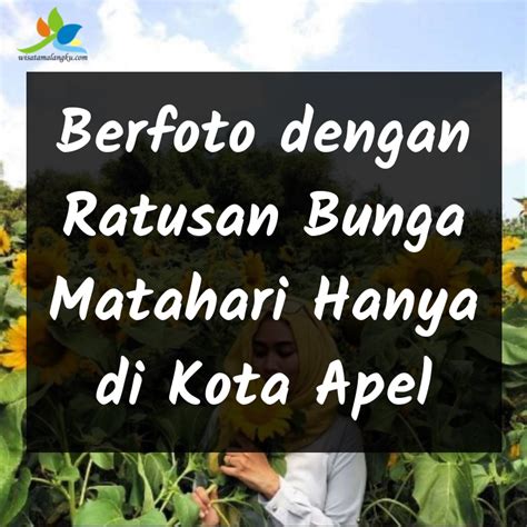 Lebih dari itu, bunga matahari ternyata menyimpan kandungan minyak nabati yang dapat dimanfaatkan untuk kesehatan maupun kecantikan. Berfoto dengan Ratusan Bunga Matahari Hanya di Kota Apel ...