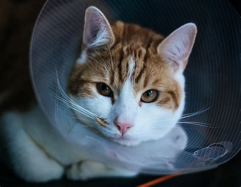 A person will usually wait in the recovery room for about an hour following the procedure. Surgery Cat Recovery — Humane Society of Tampa Bay