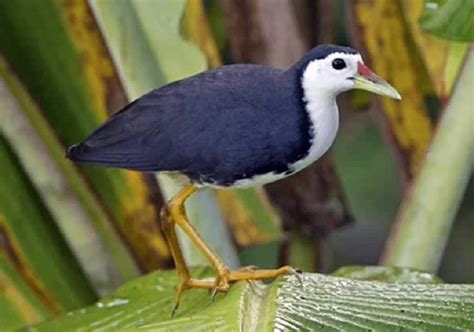 An an sini leh… oh ternyata budhe yang memanggil,  ada apa budhe? jawabku. Terbaru 15+ Gambar Burung Ruak Ruak - Richa Gambar