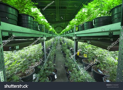 Unfortunately, many newbie marijuana growers don't really understand how to grow marijuana clones outdoors, so they often end up disappointed with. Industrial Marijuana Grow Operation Stock Photo 419569681 ...