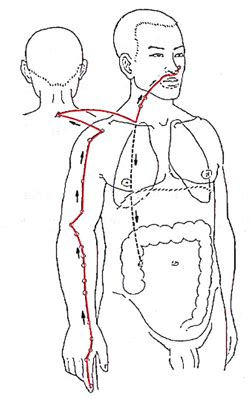 When looking at the organs . Large Intestine Meridian - 'Minister of Transportation ...