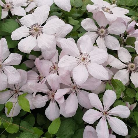 Check spelling or type a new query. Großblütige Clematis Johannes Paul II 2l - Fruttii Shop