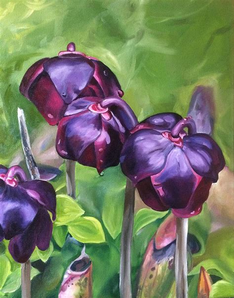 Purpurea, sarraceniaceae, north east usa Newfoundland Pitcher Plant Painting by Cassandra Gallant