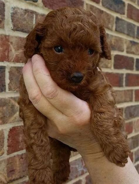 Family raised, strong, happy and healthy poodle. Poodle Puppies For Sale | Luray, VA #131550 | Petzlover