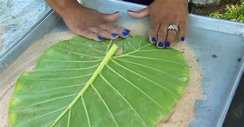 Live bulbs colocasia elephant ear huge leaf esculenta elephant ear taro gabi kalo eddo bulbs ready to grow tropical garden plant (3 bulps). How to cast leaves in concrete | Concrete leaves, Cement ...