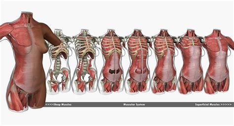 Muscle studies that i done in my figure drawing class. Female African American Torso Muscle Anatomy 3D Model