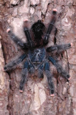 Not as good as some of their cousins, the rose hairs and such which are very handleable tarantulas. Terribly Interesting Facts About Tarantulas for Kids - Pet ...