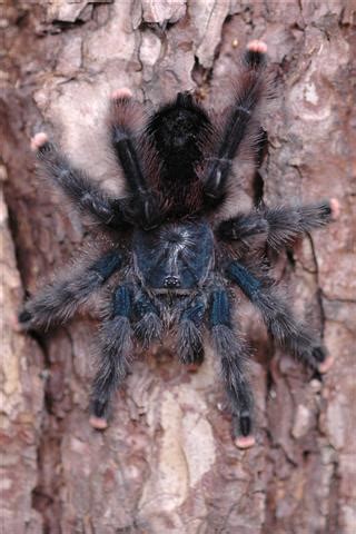 Only time it comes out is to catch food. Terribly Interesting Facts About Tarantulas for Kids - Pet ...