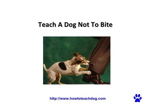 When the puppy is young, he might bite for no apparent reason when playing or not. How to Teach Your Puppy Not to Bite. About Puppy Biting ...