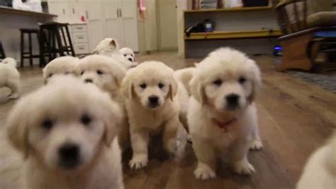 Puppies available to a good home. English Cream Golden Retriever Puppies For Sale - YouTube