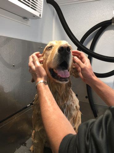 No more bending over and struggling with your pup, our showers make that overdue dog bath a more positive experience for the entire family. Bark & Bath Mobile Dog Grooming in Bend
