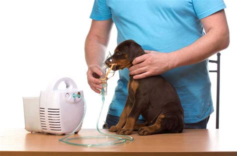 Venture homefilltm ii oxygen filling system. Máy Tạo Oxy Cho Thú Cưng: "Bệnh Nhân" Pet Rất Cần | PetHealth