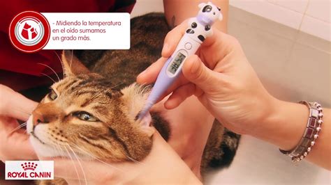 We would like to show you a description here but the site won't allow us. Cómo tomar la temperatura a un perro o un gato - YouTube