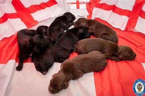 England are three steps away from bringing it all back home. Kane-ine team - cops name pups after England stars ahead ...