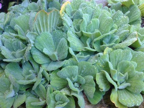 It gets its name because its appearance is similar to lettuce. Water Lettuce for sale (Local) - The Marketplace - The ...