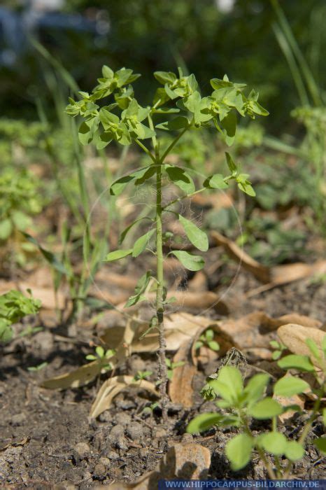 Maybe you would like to learn more about one of these? Euphorbia peplus alias Garten-Wolfsmilch :: Hippocampus ...