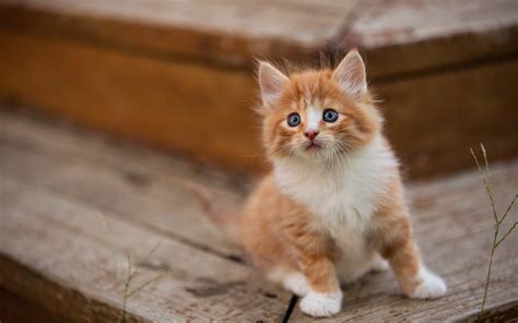 They're awesome at this so be sure to check out. Wallpaper Cute furry kitten, look, hazy 2880x1800 HD ...