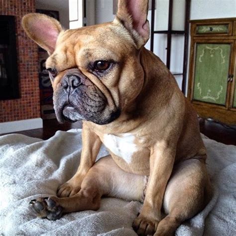 Bouledogue or bouledogue français) is a breed of domestic dog, bred to be companion dogs. Stop Searching, Because Mario Lopez's Dogs Are the Cutest ...