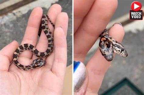 Northern birds migrate to the southern united states and mexico in winter, returning to their summer habitat around march or april. Mutant two-headed snake defies 10MILLION-to-one odds to ...