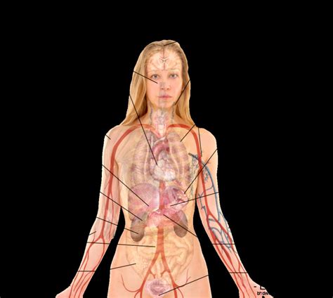 Women muscle vector art, back view. Anatomy Chart Organs | HD Wallpapers Plus