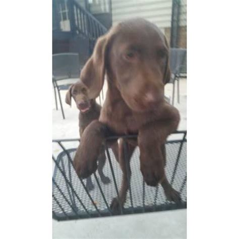 Check us out at rozey k9 farm. Beautiful chocolate lab puppies full blooded AKC ...