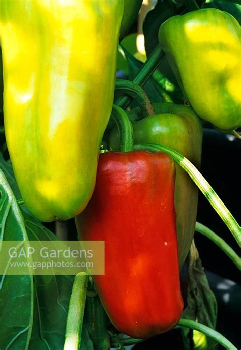 Compare prices & read reviews. Capsicum 'Gypsy' - S... stock photo by S & O, Image: 0028011