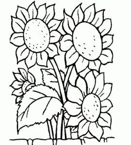 Seperti misalnya ialah bunga matahari, bunga mawar, bunga tulip maupun bunga melati. Mewarnai Bunga Melati Sketsa Gambar Bunga - Contoh Sketsa ...