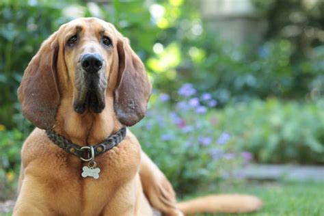 And what are the best dog foods for large breed puppies for 2020 (and beyond)? The 17 Best Dog Foods for Bloodhounds  2019 